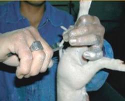 Bienestar animal: Manipulaciones en los lechones - Image 6