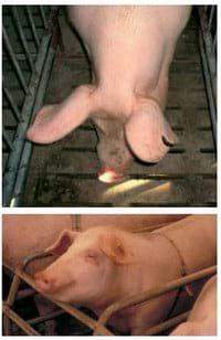 Bienestar animal: Manipulaciones en los lechones - Image 12