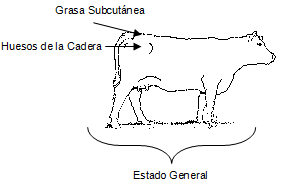 Aspectos Nutricionales relacionados con el intervalo Parto - Celo en Vaca de Cría - Image 6