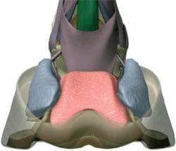 El casco o estuche córneo - Image 1