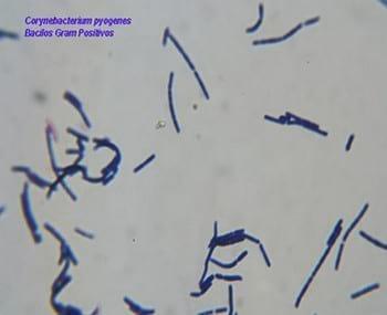 Bacteriologia en el complejo respiratorio de las aves - Image 4
