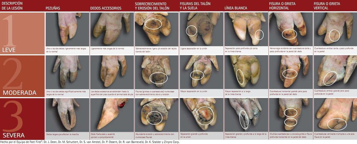Pezuñas de cerdos - Guía para la clasificación de lesiones - Image 1