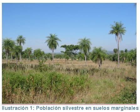 La palmera mbocayá o coquito (Acrocomia aculeata MartJacq.) como nuevo cultivo oleaginoso - Image 3