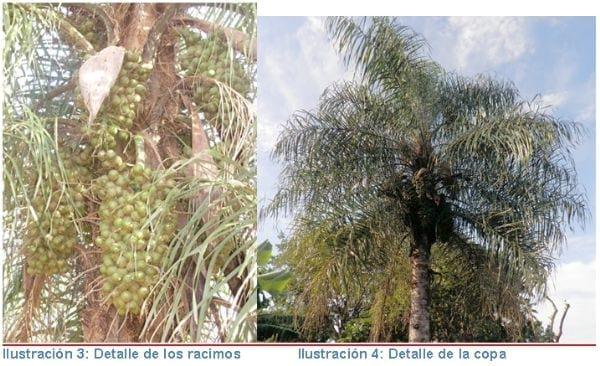 La palmera mbocayá o coquito (Acrocomia aculeata MartJacq.) como nuevo cultivo oleaginoso - Image 5
