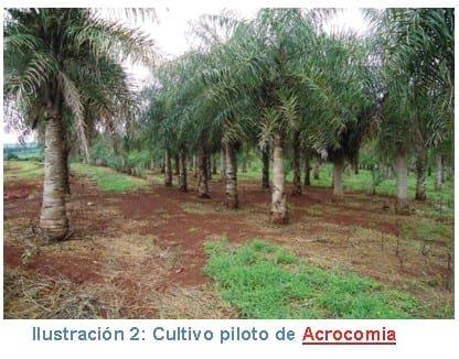 La palmera mbocayá o coquito (Acrocomia aculeata MartJacq.) como nuevo cultivo oleaginoso - Image 4