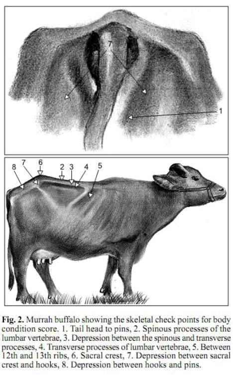 Desarrollo del sistema de calificación de condición corporal en búfalas murrah: Validación a través de ultrasonografía de acuerdo a la reserva de grasa corporal - Image 3