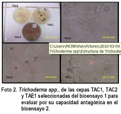 Cultivo In Vitro de Trichoderma spp. y su antagonismo frente a hongos fitopatógenos - Image 3