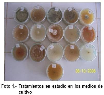 Cultivo In Vitro de Trichoderma spp. y su antagonismo frente a hongos fitopatógenos - Image 2