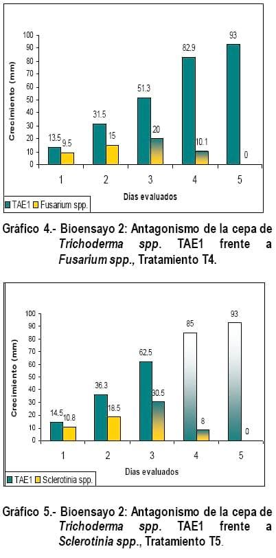 Cultivo In Vitro de Trichoderma spp. y su antagonismo frente a hongos fitopatógenos - Image 11