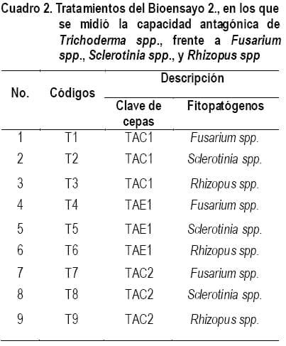 Cultivo In Vitro de Trichoderma spp. y su antagonismo frente a hongos fitopatógenos - Image 4
