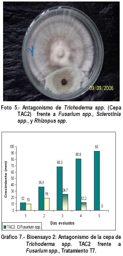 Cultivo In Vitro de Trichoderma spp. y su antagonismo frente a hongos fitopatógenos - Image 13