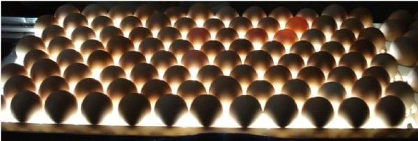 Desarrollo de un programa de cómputo de automatización destinado al manejo y control del huevo en empresas de incubación - Image 2