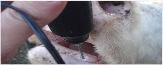 Colocación de prótesis dental en bovinos sin dientes - Image 2