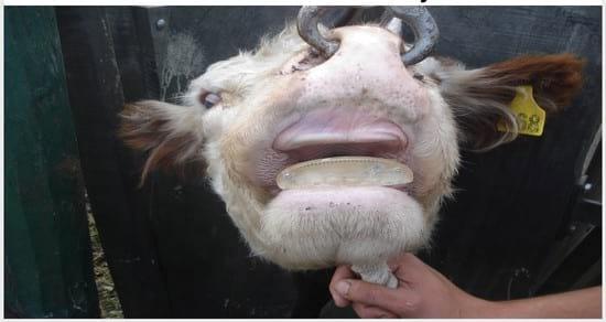 Colocación de prótesis dental en bovinos sin dientes - Image 8