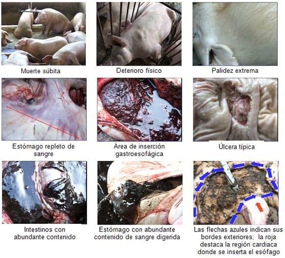Úlcera gastroesofágica del cerdo - Image 1