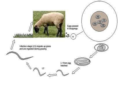 Alternativas Naturales para el control de parásitos gastrointestinales de ovinos y caprinos - Image 1