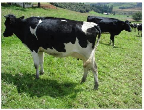 Experiencia con PRV en la ganadería Lindarhaja para producción de leche con ganado Holstein puro y su cruce con sueco rojo en el municipio de Guasca (Cundimarca, Colombia) - Image 16
