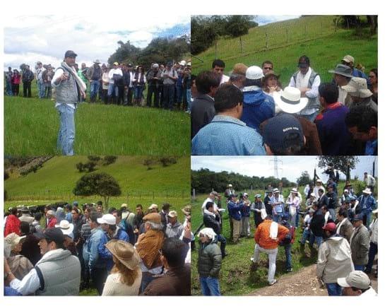 Experiencia con PRV en la ganadería Lindarhaja para producción de leche con ganado Holstein puro y su cruce con sueco rojo en el municipio de Guasca (Cundimarca, Colombia) - Image 30