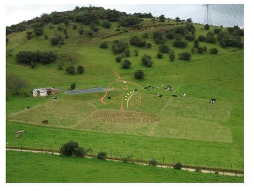 Experiencia con PRV en la ganadería Lindarhaja para producción de leche con ganado Holstein puro y su cruce con sueco rojo en el municipio de Guasca (Cundimarca, Colombia) - Image 27