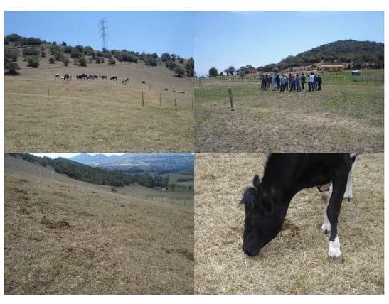 Experiencia con PRV en la ganadería Lindarhaja para producción de leche con ganado Holstein puro y su cruce con sueco rojo en el municipio de Guasca (Cundimarca, Colombia) - Image 20