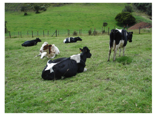 Experiencia con PRV en la ganadería Lindarhaja para producción de leche con ganado Holstein puro y su cruce con sueco rojo en el municipio de Guasca (Cundimarca, Colombia) - Image 6