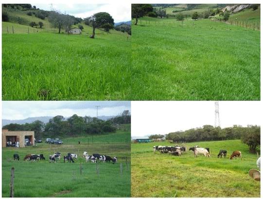 Experiencia con PRV en la ganadería Lindarhaja para producción de leche con ganado Holstein puro y su cruce con sueco rojo en el municipio de Guasca (Cundimarca, Colombia) - Image 25