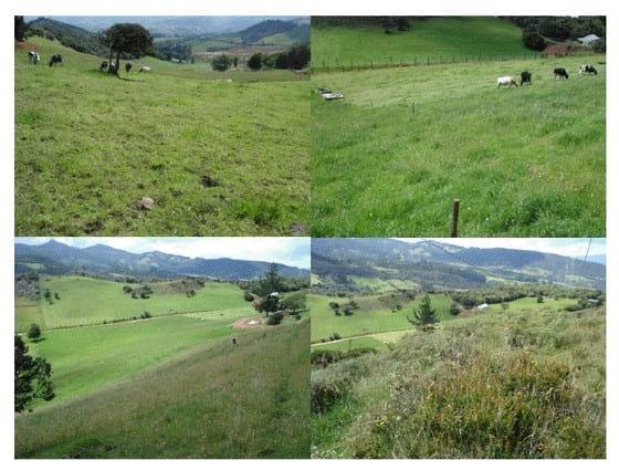 Experiencia con PRV en la ganadería Lindarhaja para producción de leche con ganado Holstein puro y su cruce con sueco rojo en el municipio de Guasca (Cundimarca, Colombia) - Image 5