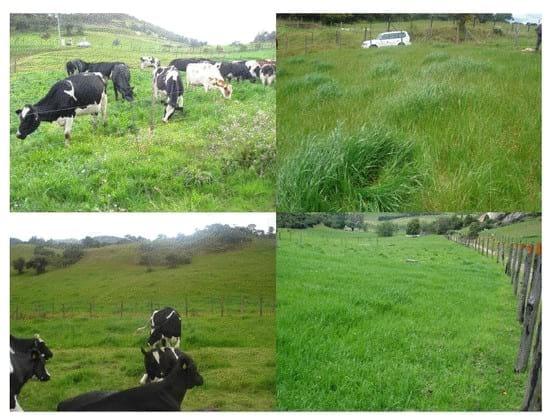 Experiencia con PRV en la ganadería Lindarhaja para producción de leche con ganado Holstein puro y su cruce con sueco rojo en el municipio de Guasca (Cundimarca, Colombia) - Image 26
