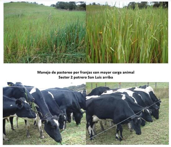 Experiencia con PRV en la ganadería Lindarhaja para producción de leche con ganado Holstein puro y su cruce con sueco rojo en el municipio de Guasca (Cundimarca, Colombia) - Image 18