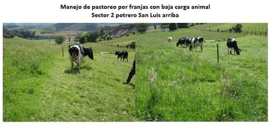 Experiencia con PRV en la ganadería Lindarhaja para producción de leche con ganado Holstein puro y su cruce con sueco rojo en el municipio de Guasca (Cundimarca, Colombia) - Image 15