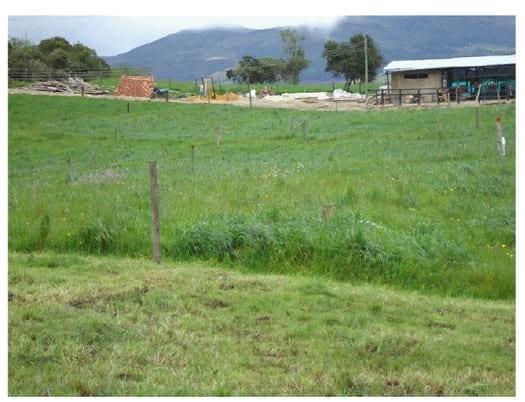 Experiencia con PRV en la ganadería Lindarhaja para producción de leche con ganado Holstein puro y su cruce con sueco rojo en el municipio de Guasca (Cundimarca, Colombia) - Image 32