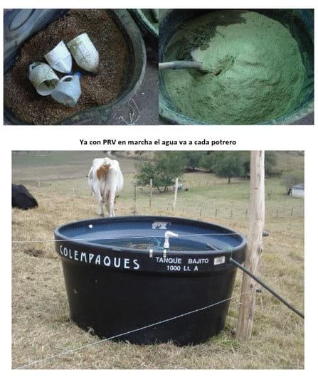 Experiencia con PRV en la ganadería Lindarhaja para producción de leche con ganado Holstein puro y su cruce con sueco rojo en el municipio de Guasca (Cundimarca, Colombia) - Image 22