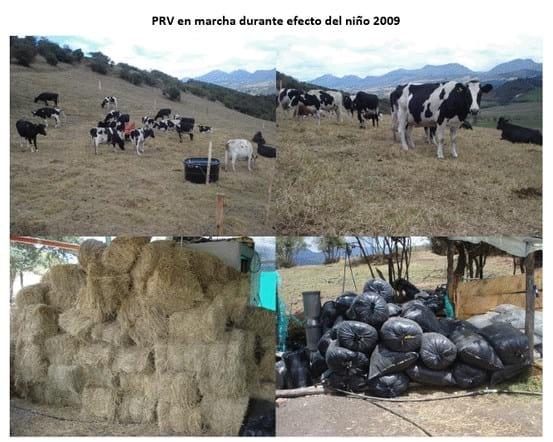 Experiencia con PRV en la ganadería Lindarhaja para producción de leche con ganado Holstein puro y su cruce con sueco rojo en el municipio de Guasca (Cundimarca, Colombia) - Image 21