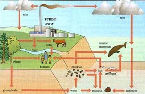Grasas recicladas en la alimentación animal: Contaminación con Dioxinas y PCBs - Image 4