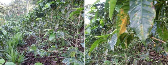 Avance e Infestación severa de la Roya Amarilla (Hemileia vastratix) en Café - Image 14