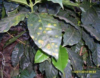 Avance e Infestación severa de la Roya Amarilla (Hemileia vastratix) en Café - Image 3
