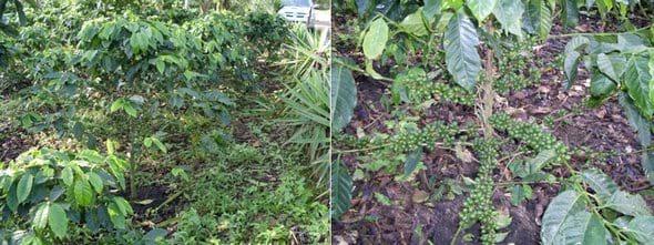 Avance e Infestación severa de la Roya Amarilla (Hemileia vastratix) en Café - Image 11