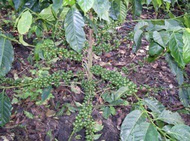 Avance e Infestación severa de la Roya Amarilla (Hemileia vastratix) en Café - Image 4