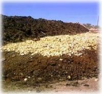 Tratamiento de residuos Avícolas- Compost - Image 3