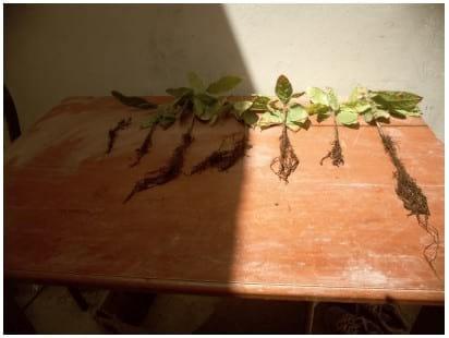 Eficacia de bioestimulante para inducir el Crecimiento y Desarrollo Radicular en Etapa de Vivero del Cultivo de Cacao bajo las condiciones del Valle Chancay (Perú) - Image 24