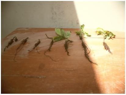 Eficacia de bioestimulante para inducir el Crecimiento y Desarrollo Radicular en Etapa de Vivero del Cultivo de Cacao bajo las condiciones del Valle Chancay (Perú) - Image 23