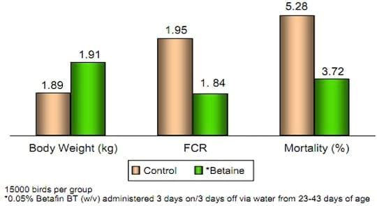 Medidas de alimentación para combatir el Estrés Térmico en broilers - Image 8