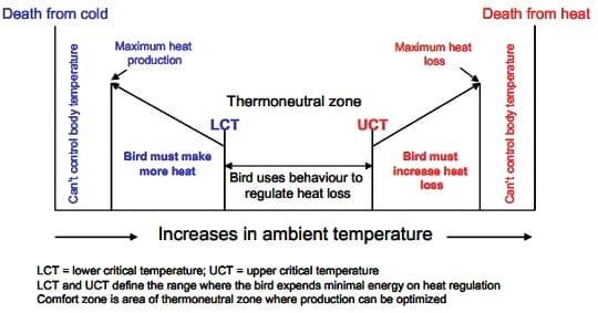 Medidas de alimentación para combatir el Estrés Térmico en broilers - Image 1