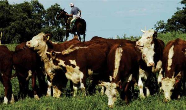 Eficiencia en la gestión productiva y económica en predios ganaderos invernadores - Image 10