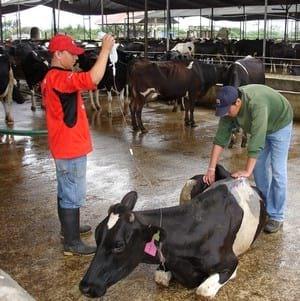 Influencias de las alteraciones metabólicas sobre la reproducción y producción en vacas lecheras - Image 1