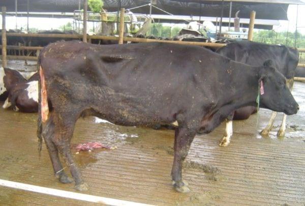 Influencias de las alteraciones metabólicas sobre la reproducción y producción en vacas lecheras - Image 3
