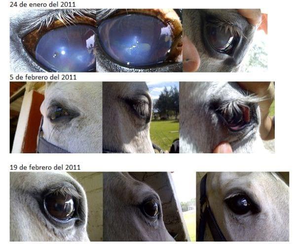 Tratamiento convencional de la úlcera corneal en caballo de polo - Image 4