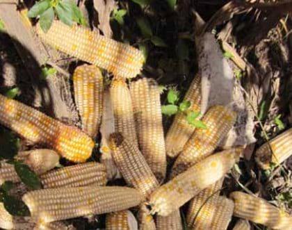 Evaluación de la producción de biomasa de maíz en condiciones del trópico colombiano - Image 11