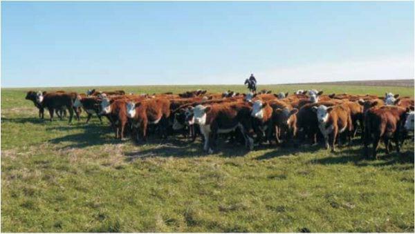 Después de 20 años de crecimiento de la ganadería del Uruguay: Desarrollo de propuestas tecnológicas desde la cría para el próximo salto productivo - Image 1