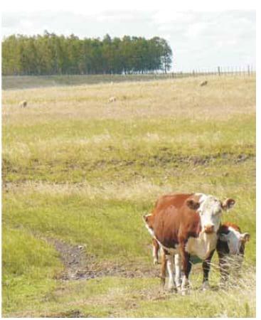 Después de 20 años de crecimiento de la ganadería del Uruguay: Desarrollo de propuestas tecnológicas desde la cría para el próximo salto productivo - Image 3